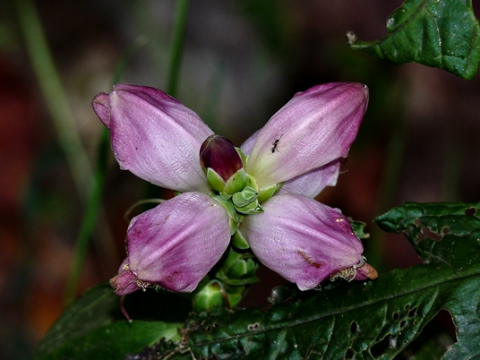 {Chelone obliqua}